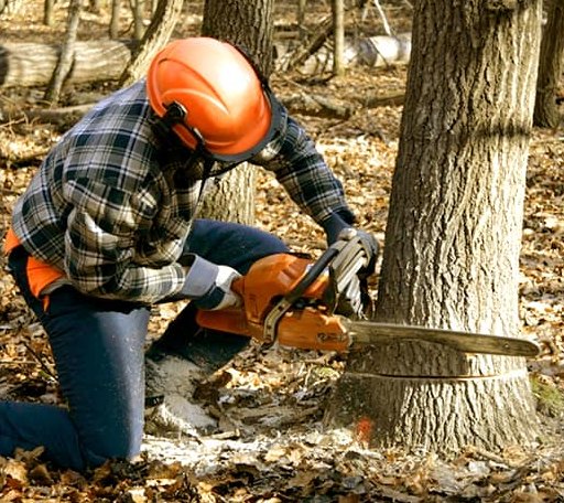 Tree Removal in Nubieber, CA